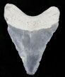 Bargain Bone Valley Megalodon Tooth #21567-1